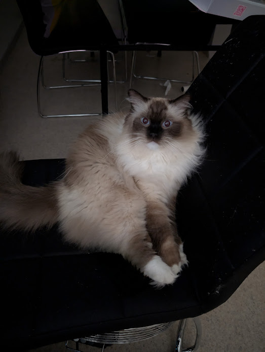 Photo de mon deuxième chat