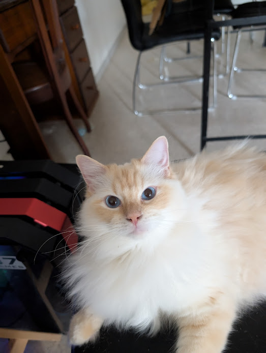 Photo de mon premier chat